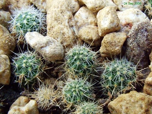 Mammillaria _wiesingeri _ssp.wiesingeri_ 21